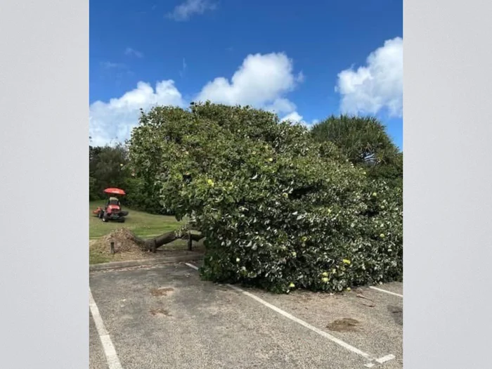 Cyclone’s wind gusts may bring down trees, powerlines