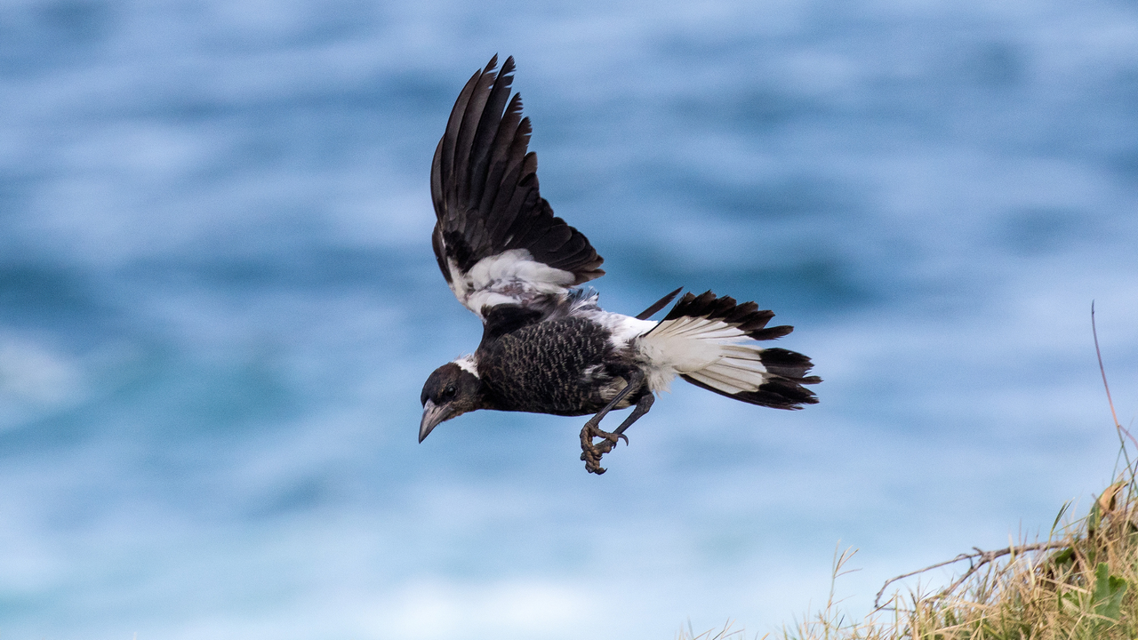 swooping magpie