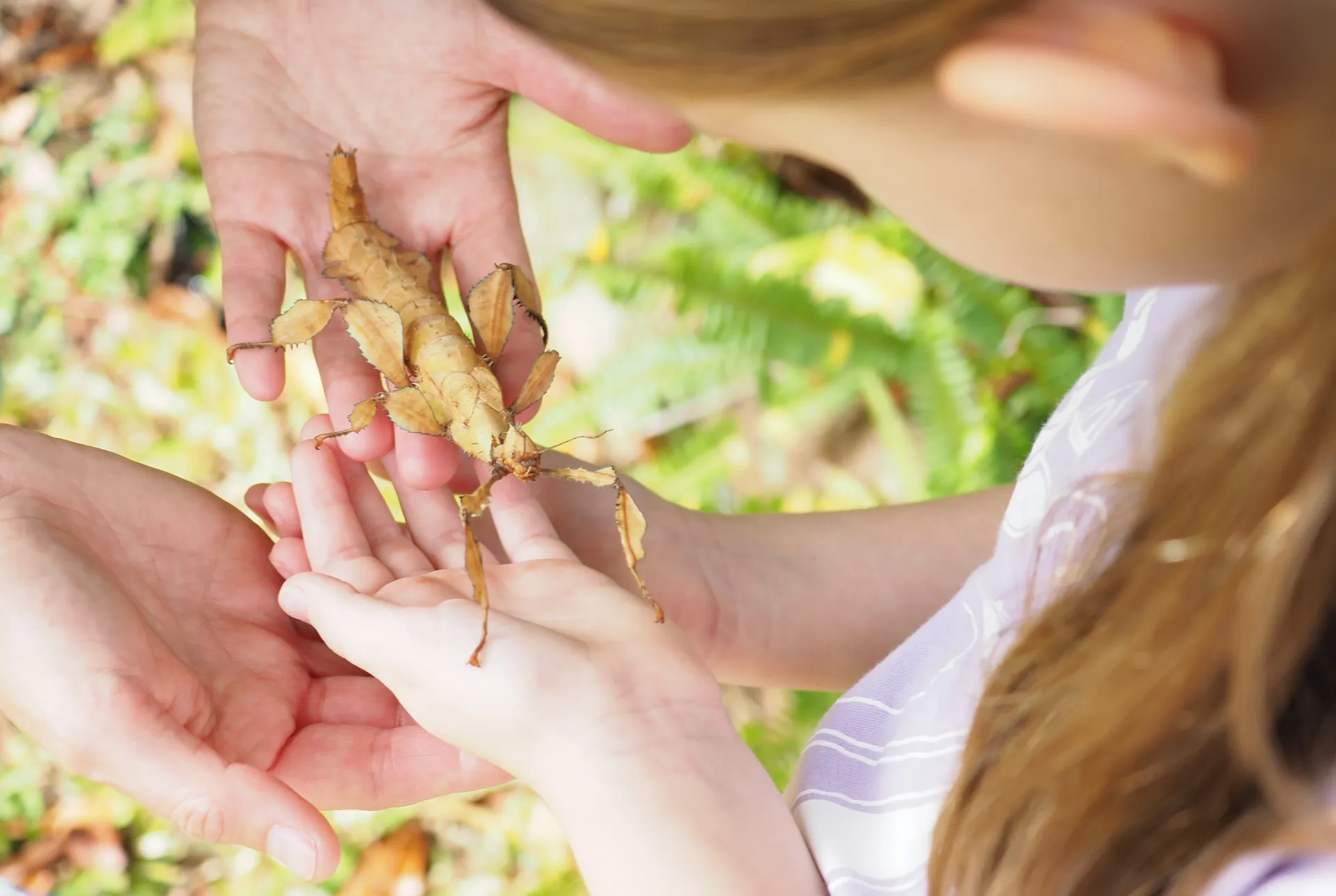 Girl holding a large stick insect