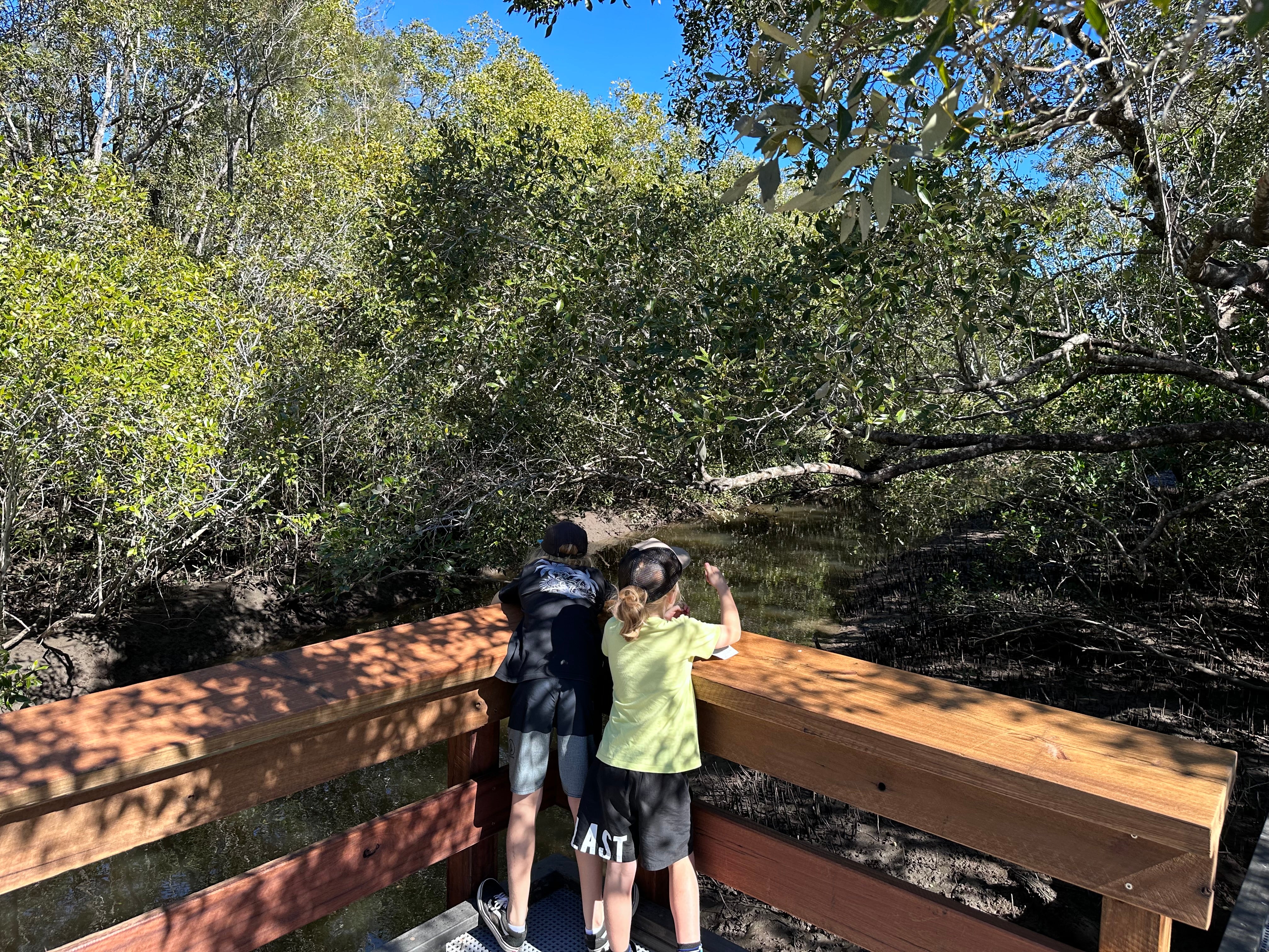 Maroochy%20Wetlands%20Sanctuary%20%2822%29.JPG