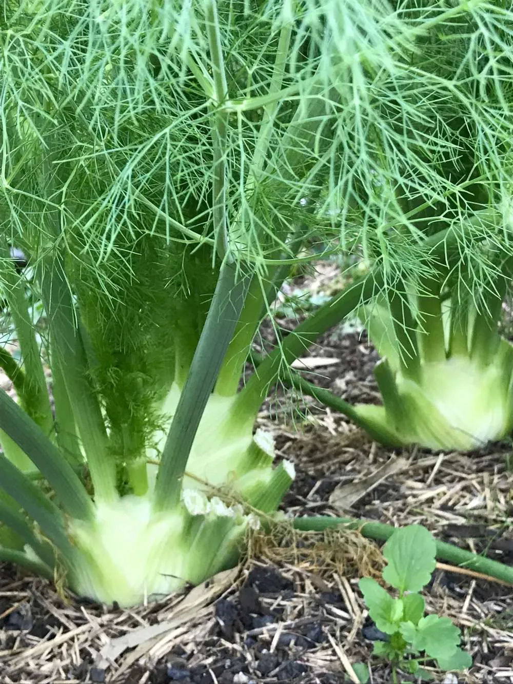 Growing fennel