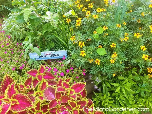 20220701__annes-raised-bed-kitchen-garden-with-herbs-vegetables-and-flowers-wm.jpg
