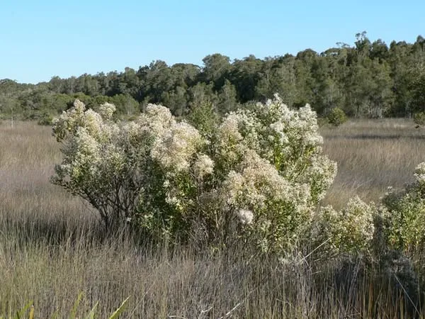 groundsel bush