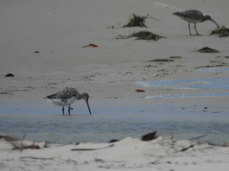 The female Bar-tailed Godwit was sighted during a recent survey in a flock of about 120 Bar-tailed Godwits feeding on Pumicestone Passage sandbanks.©Simone Bosshard