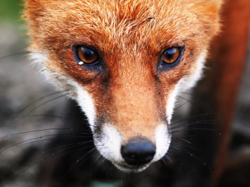 Education-Image-Fox-close-up-scaled.jpg