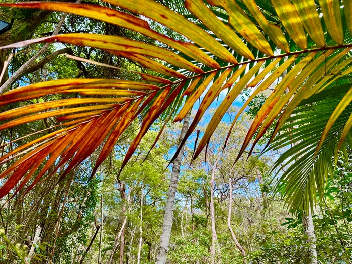 Adventure: Maroochy River Conservation Park Walk – 3km