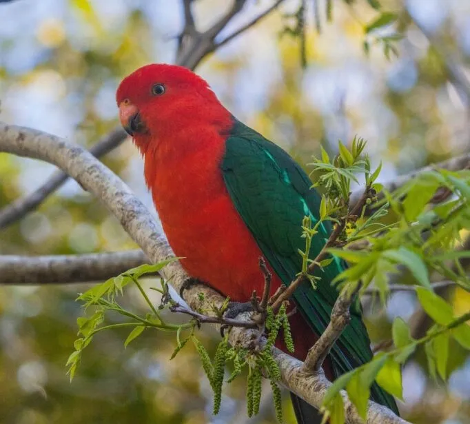 King Parrot image credit R Edmonds.