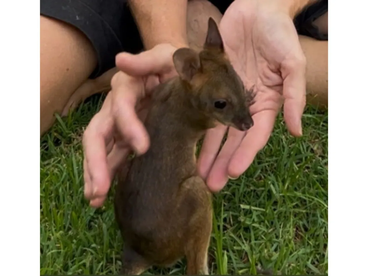 Layla the pademelon.