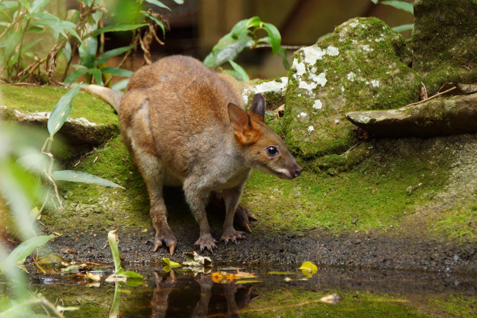 Red legged pademelon