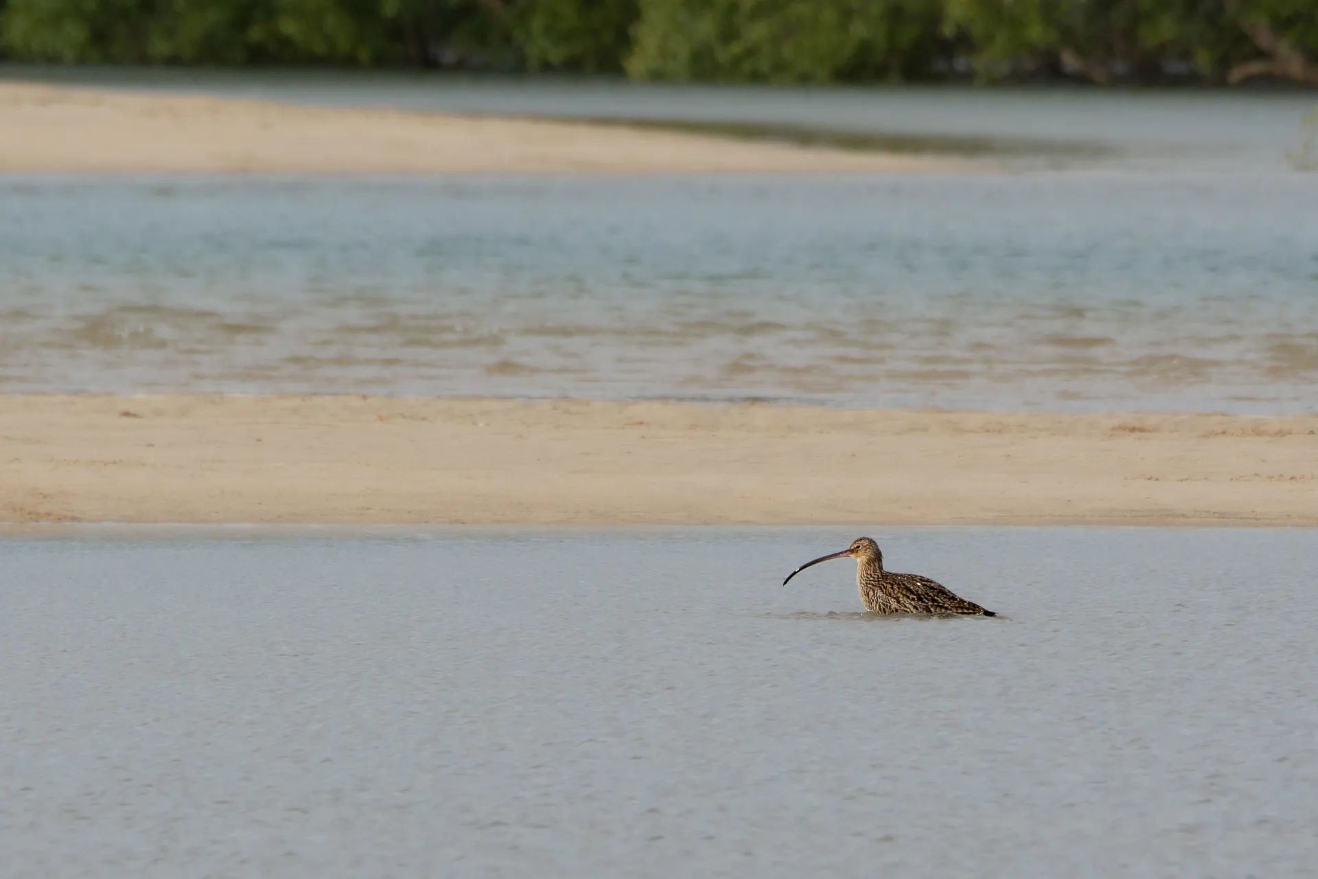 Eastern%20Curlew%20%28critically%20endangered%29%20-%20Sunshine%20Coast.jpg