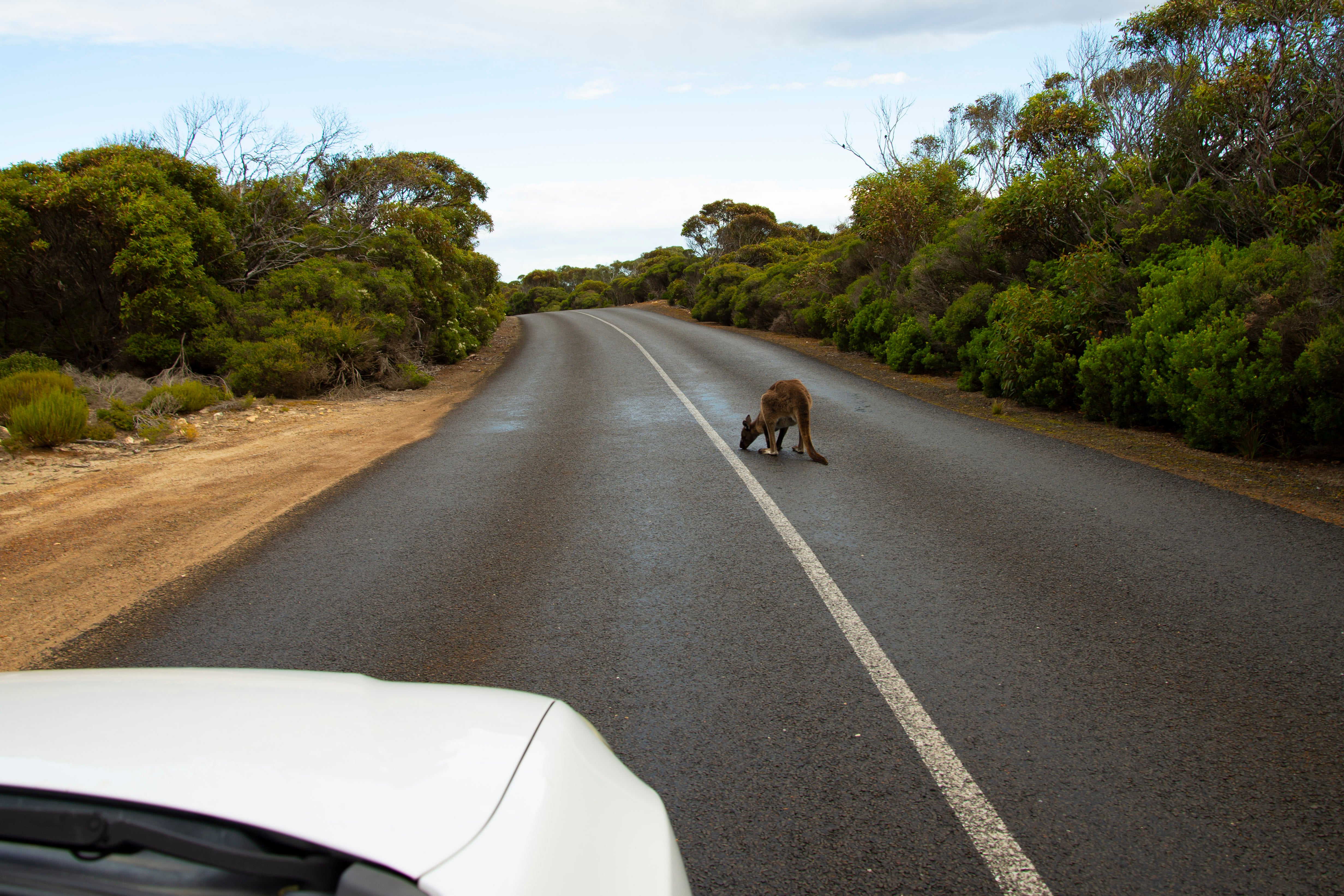 kangaroo on road