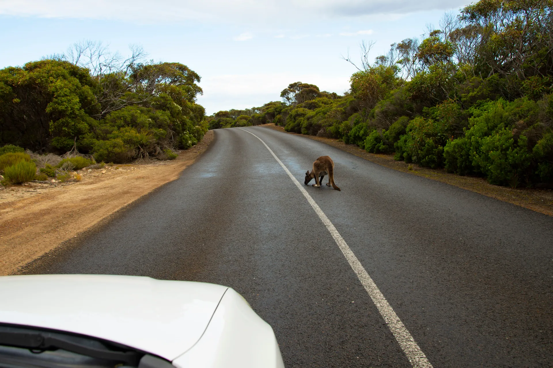 kangaroo on road