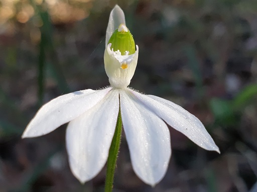 Lady finger orchid store