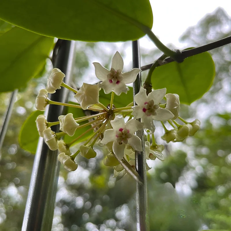 Wax flower - flower square.jpg