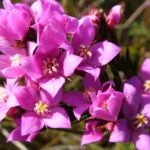 
Boronia falcifolia - Wallum Boronia or Swamp Heather