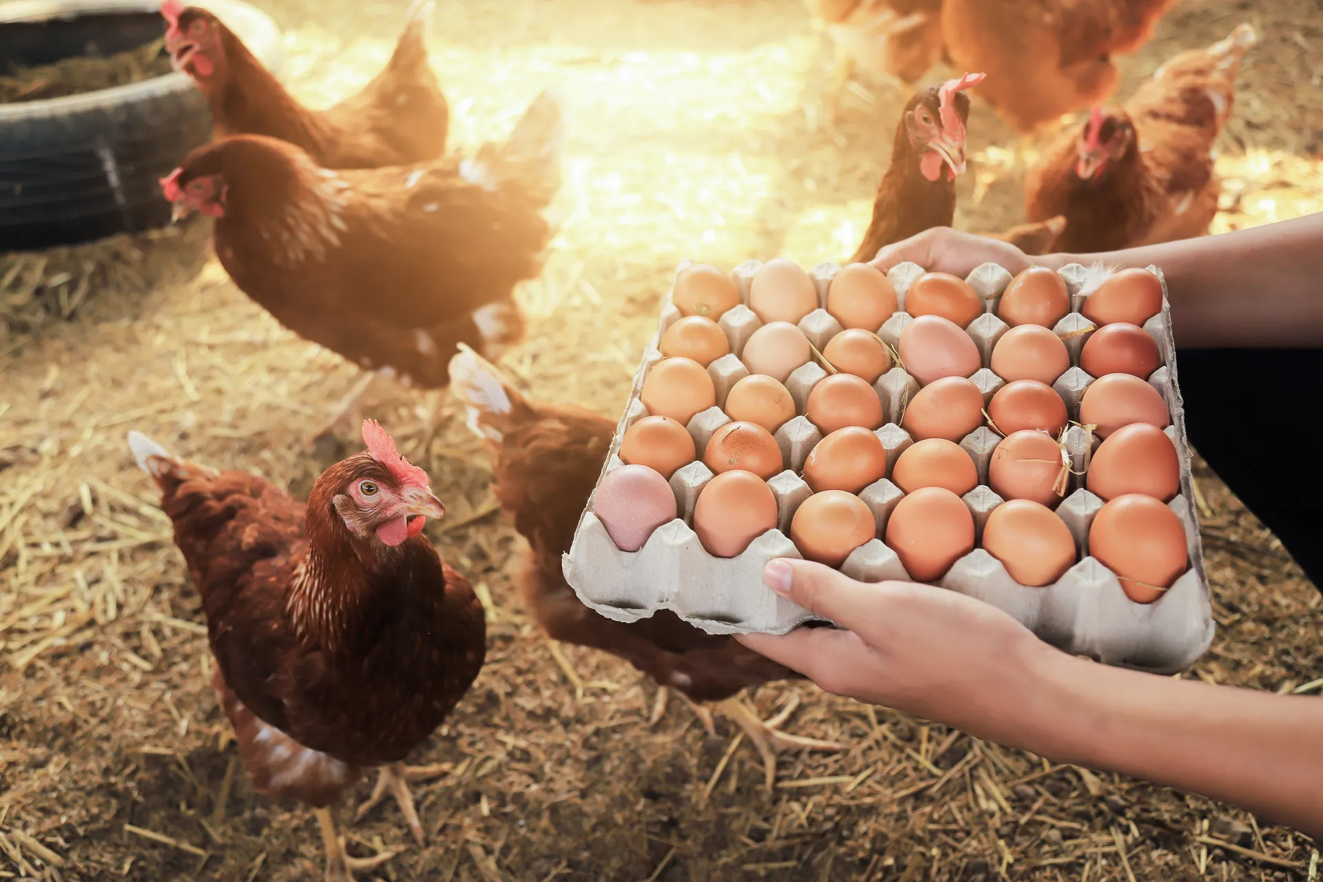 Chickens and eggs