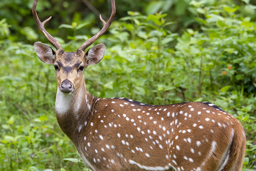 Deer with shop spots