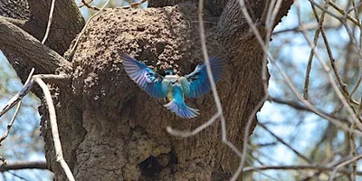 blue bird feeding from a tree