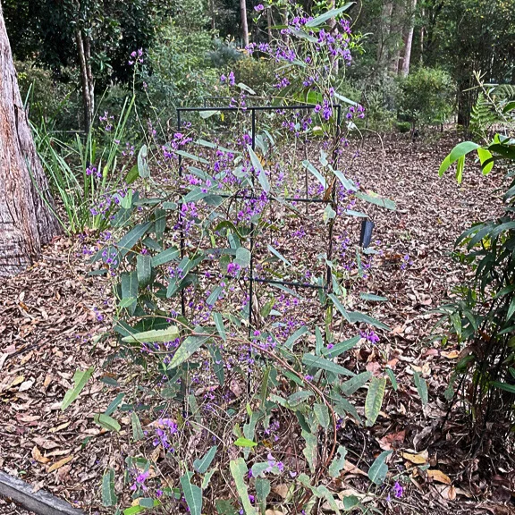 Native sarsparella - square - Jenny Gislasen.jpg