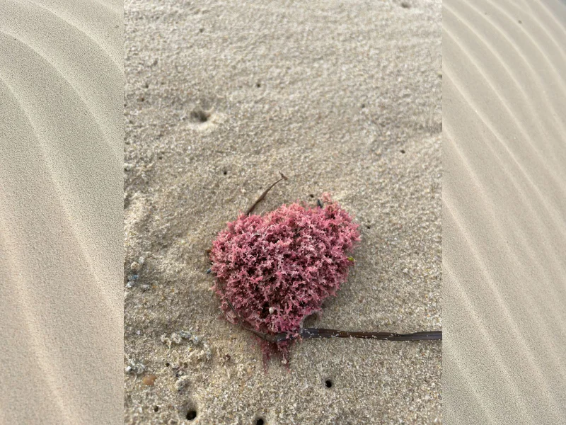 Red%20algae%20seaweed%201600x1200px.jpg