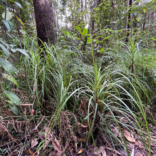 Saw Sedge Gahnia clarkei 2 square - SR.png