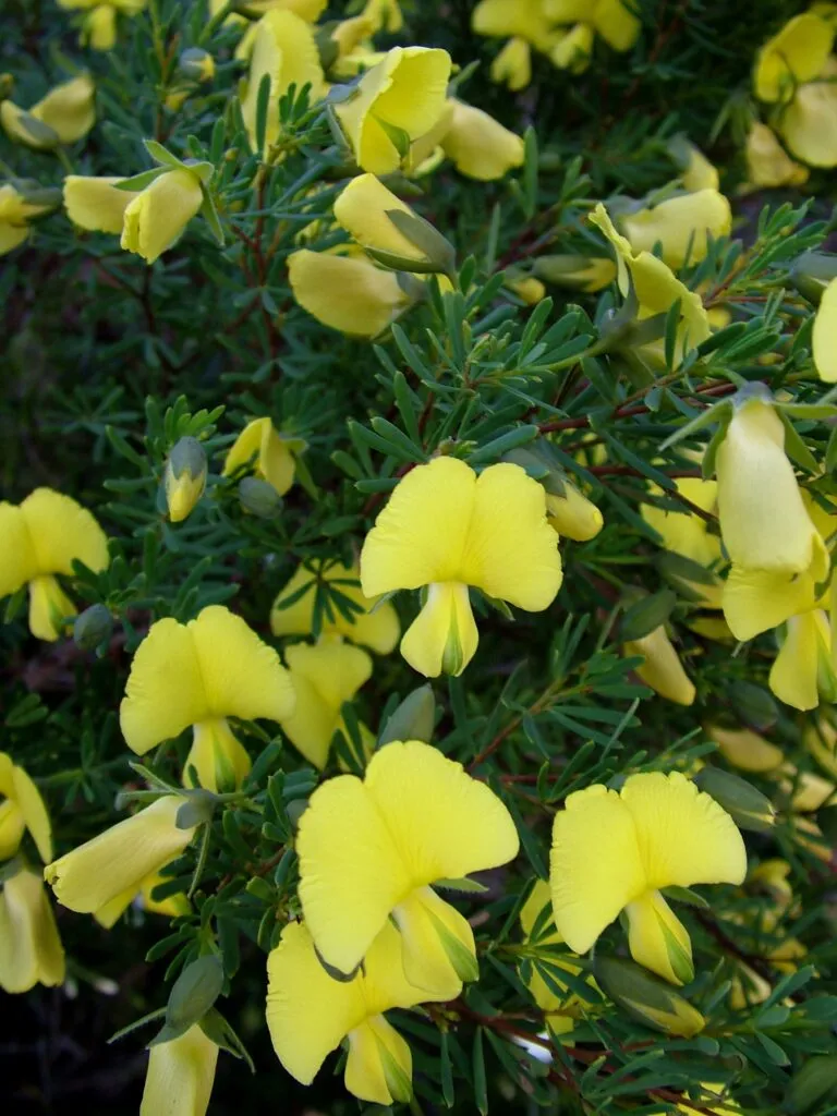 Wallum Wedge Pea (Gompholobium vigatum var. virgatum)