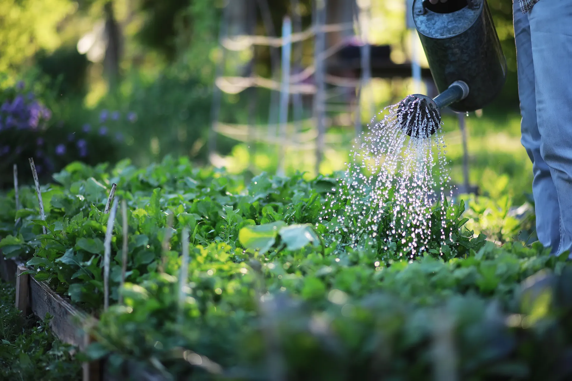 watering the garden