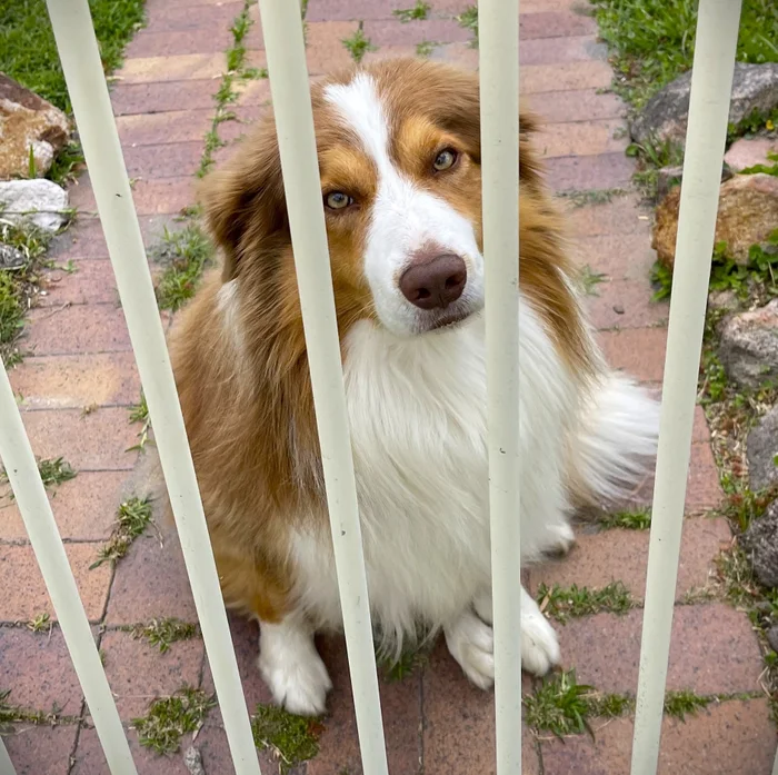 A disgruntled border collie dog looks through the bars of a fence.