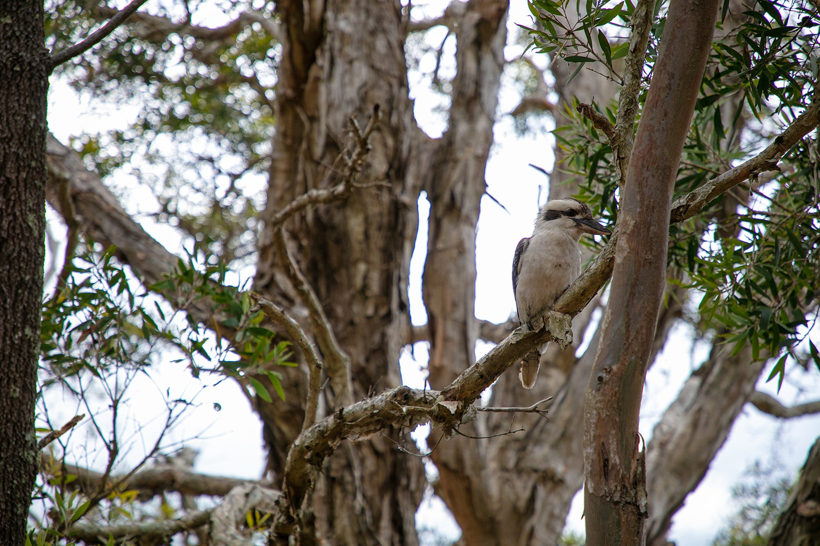 Kookaburra at Lake Weyba. Photo courtesy of Jane Powell.