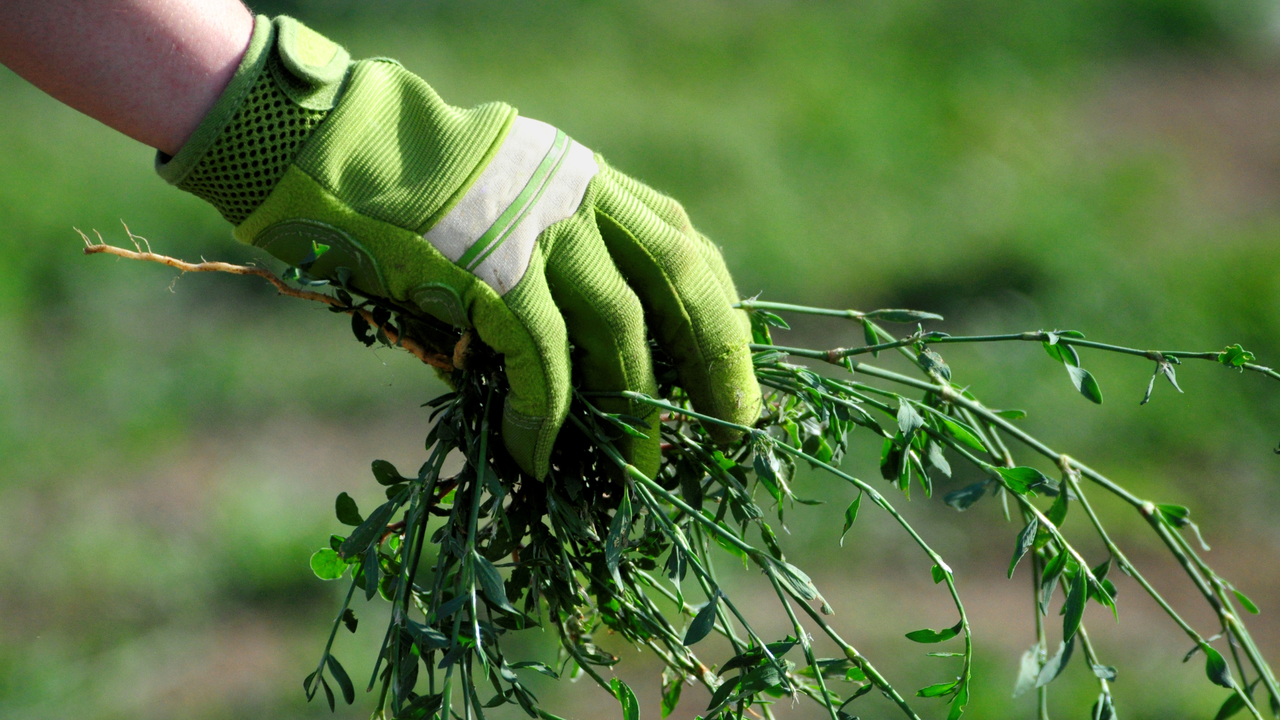 pulling weeds