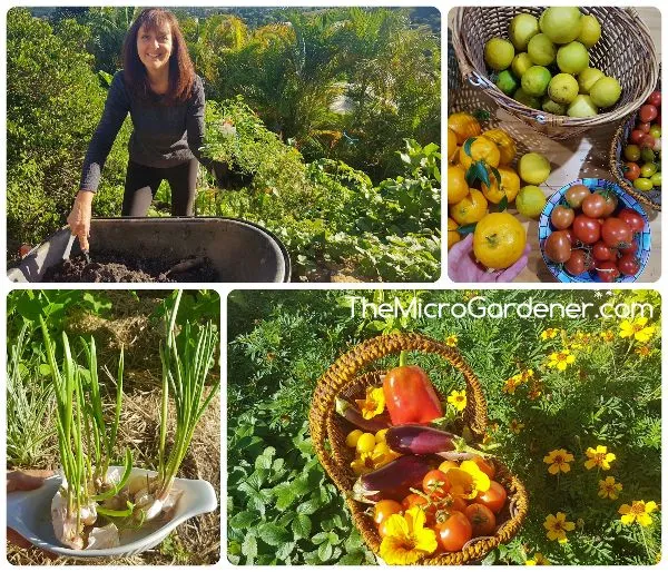 20220701__annes-garden-making-potting-mix-harvests-and-garlic-sprouting-1.jpg