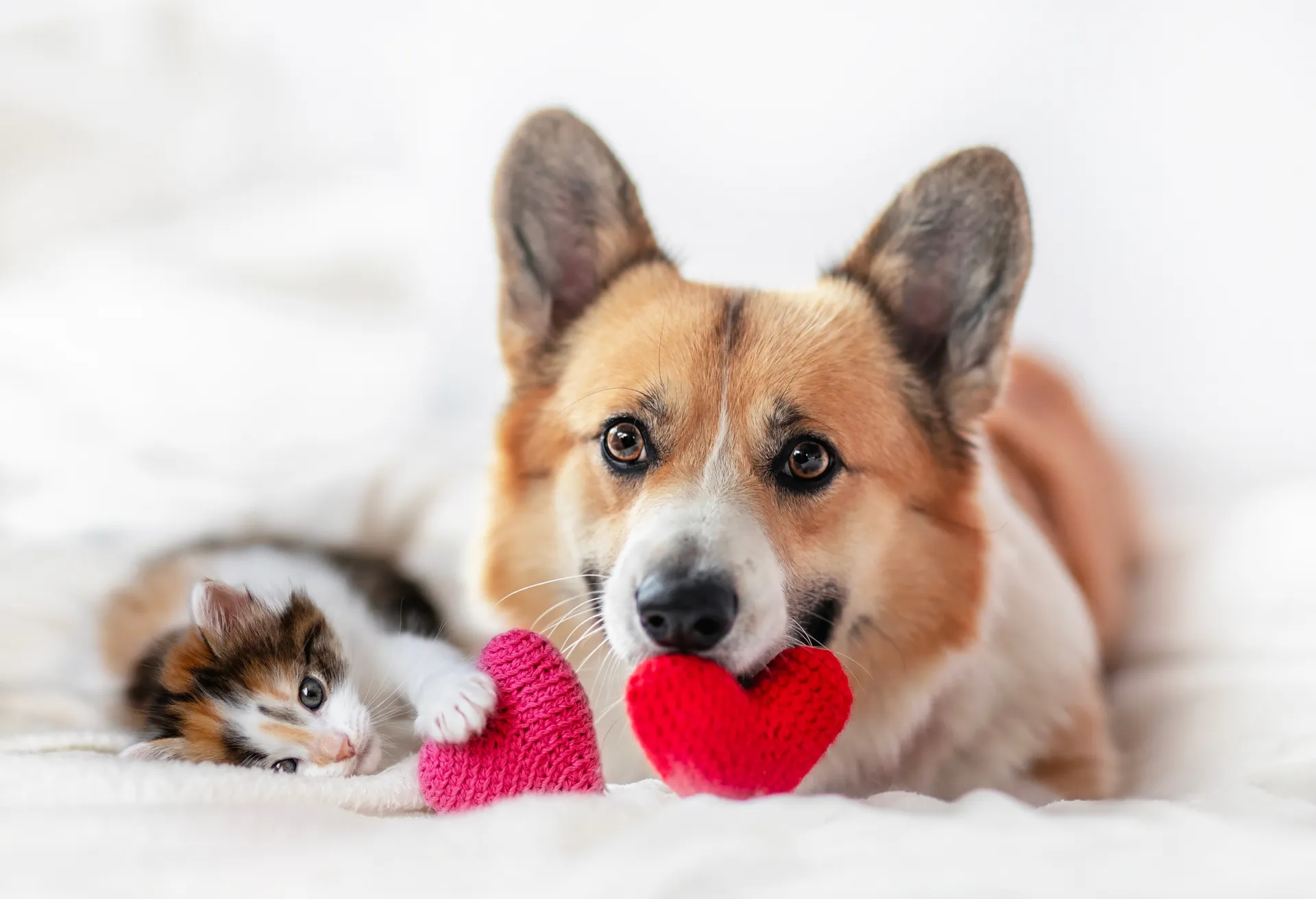 Cute dog and cat.