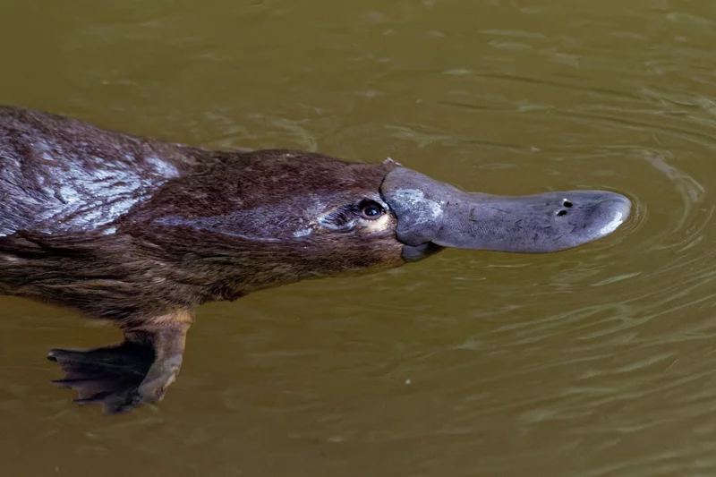 Platypus - Ornithorhynchus anatinus, duck-billed platypus