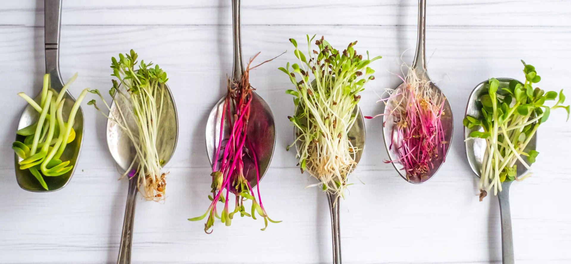 microgreens