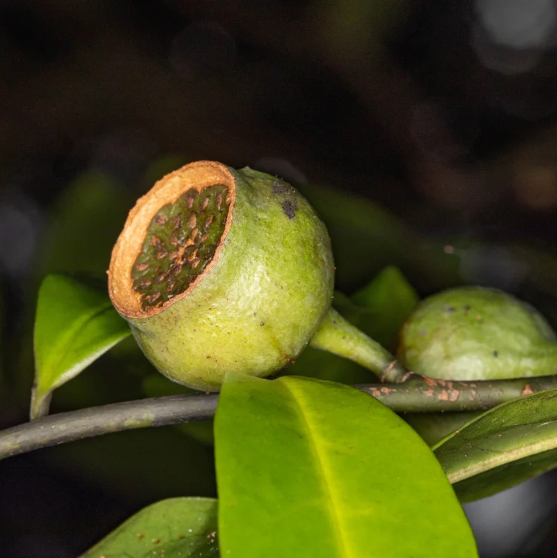 Bolwarra fruit - square - Rod Edmonds.jpg