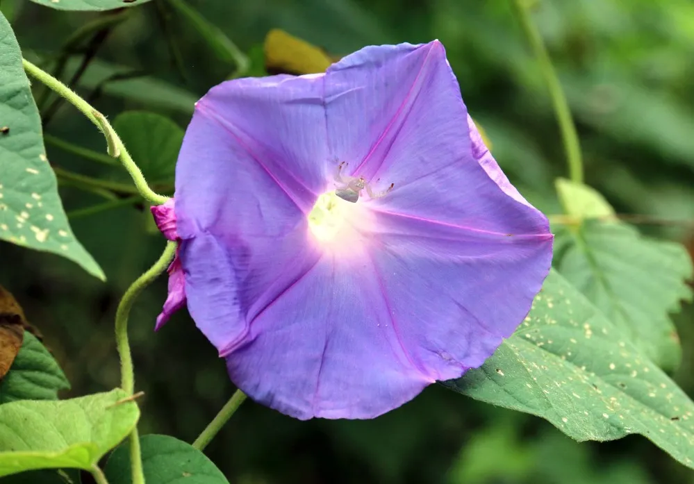 Blue-Morning-Glory.jpg