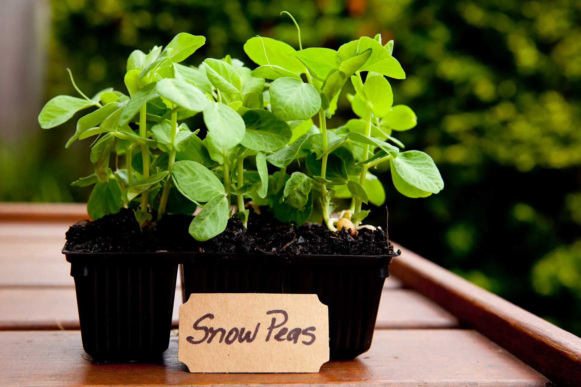 Snow Peas seedlings 
