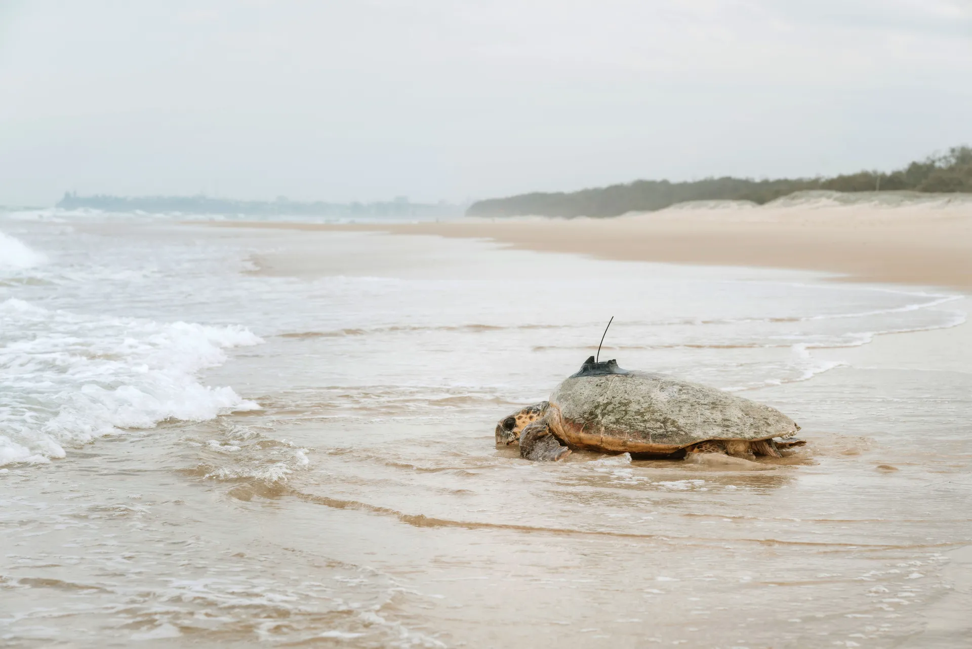 A GPS tracking device was gently secured to her shell to be able to track her movements in real time. The tracker will last between three and 12 months. Credit Adriana Watson.