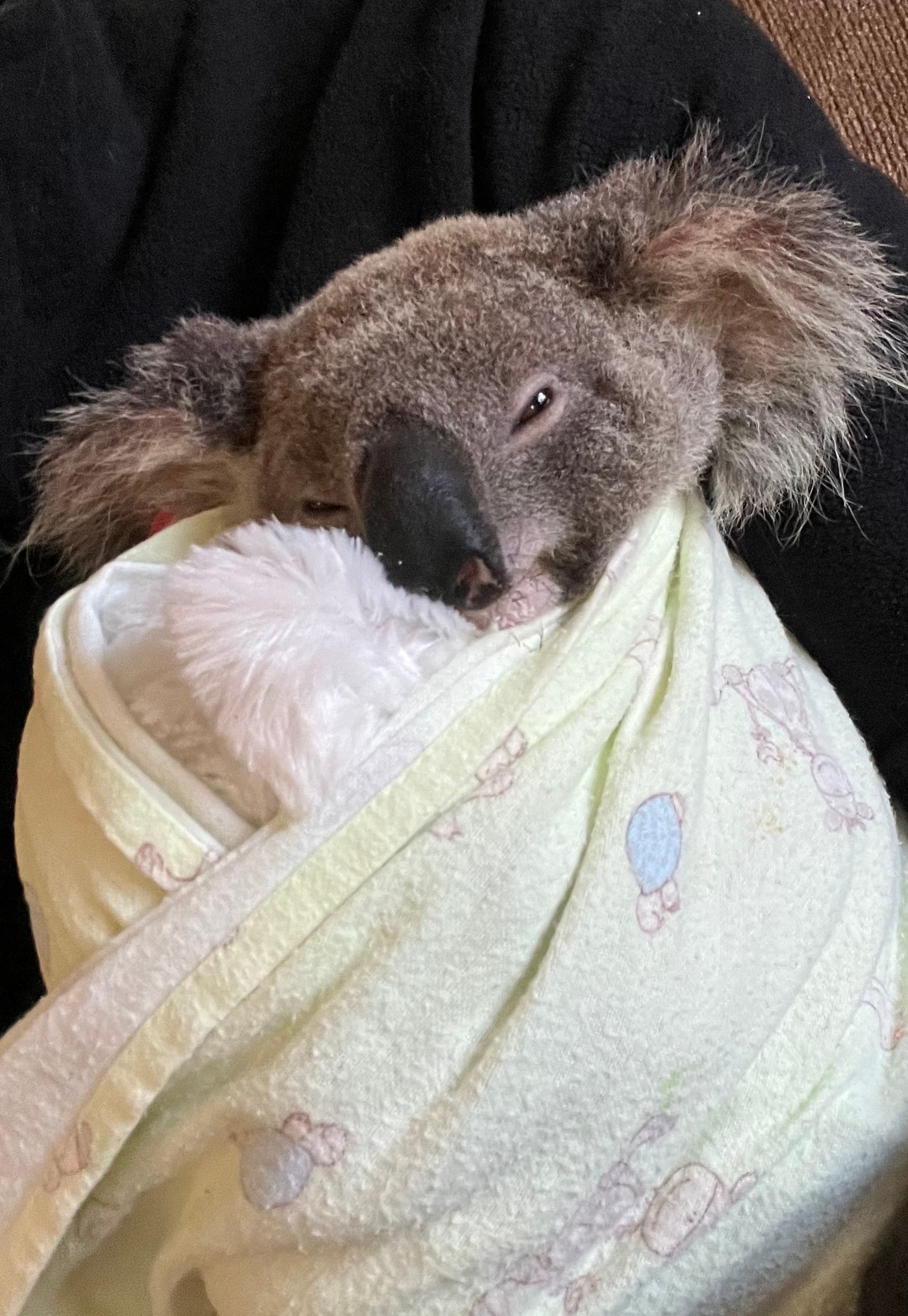 Rescued koala