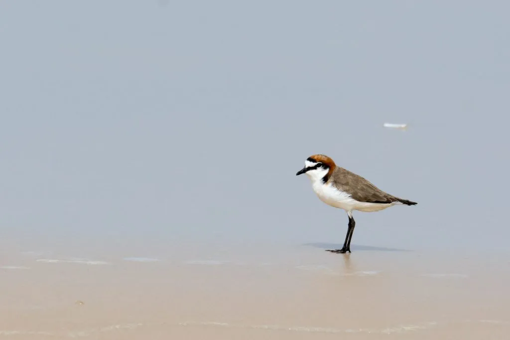 Red-capped-Plover-male-1024x683.jpg