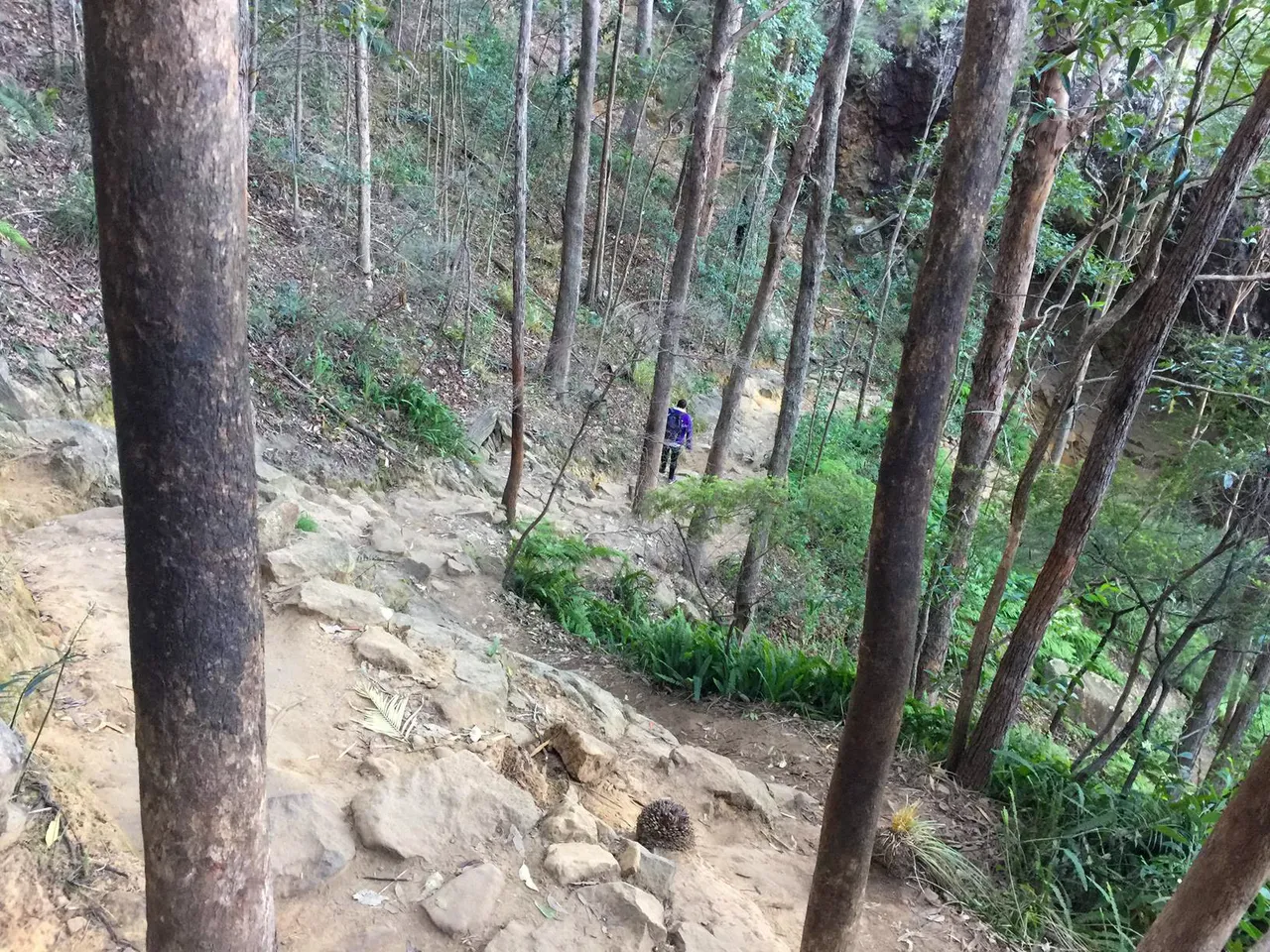 Glass House Mountains National Park: Mt. Ngungun Summit