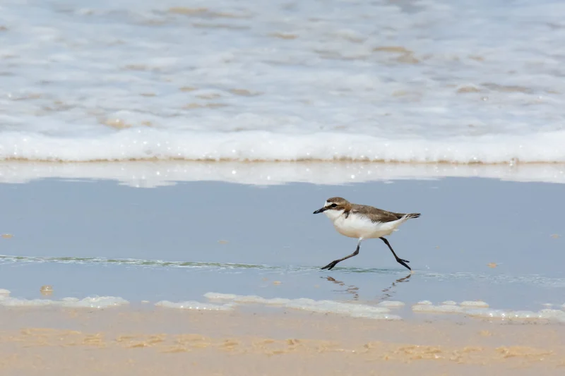 Red-capped-Plover-female-scaled.jpg