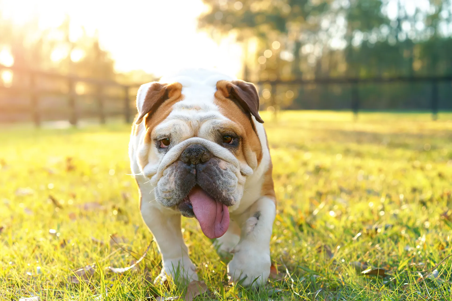 panting dog
