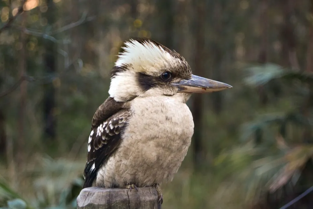 Majestic Kookaburra image Bosshard