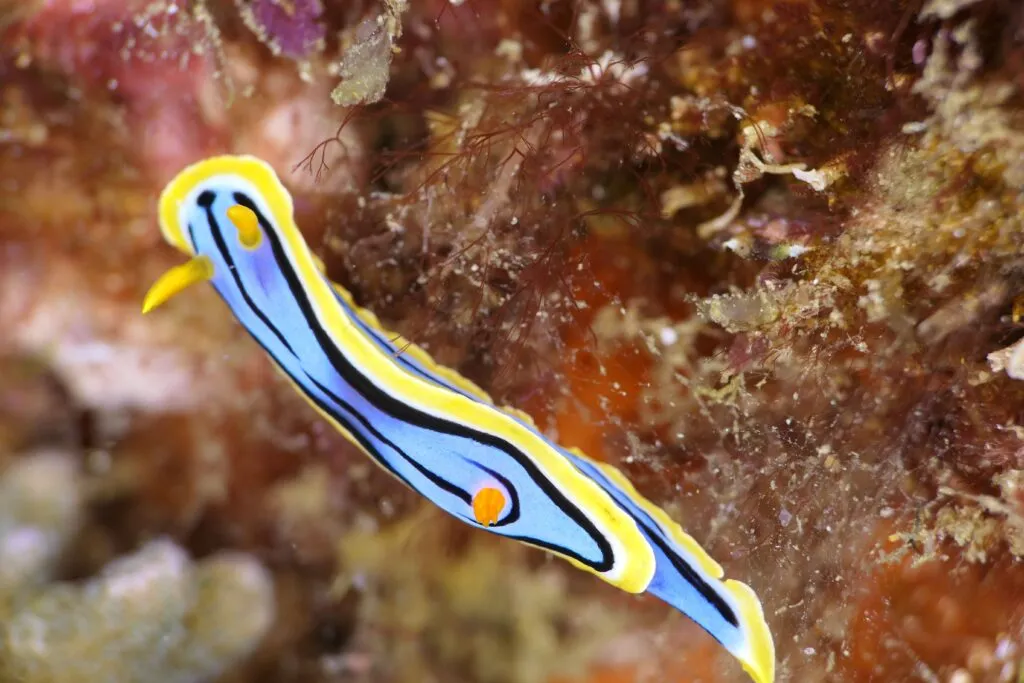 Nudibranch-Sea-Slug-1-1024x683.jpg