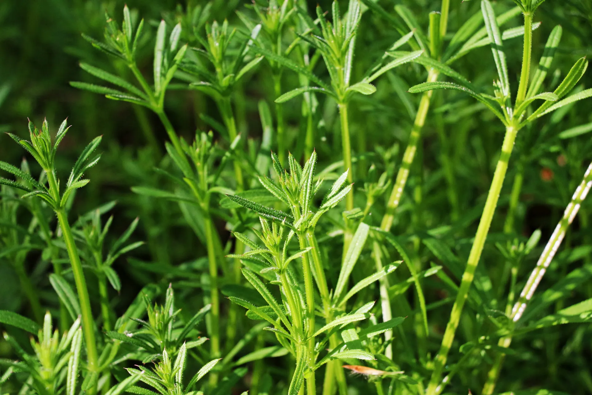 sticky weed