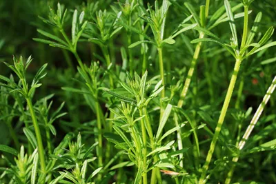 sticky weed