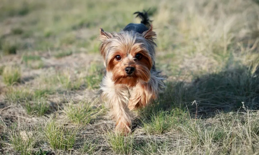 Small-dog-1024x614.jpg