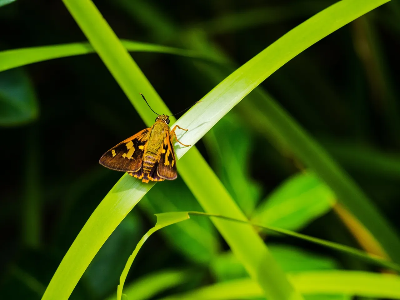 Buderim Forest has tons to offer in its flora and fauna