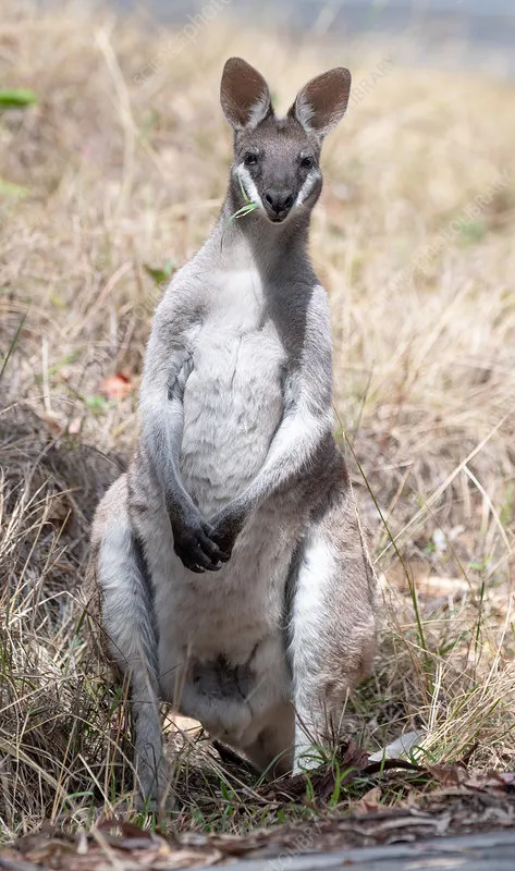 whiptail-wallaby-1.jpg